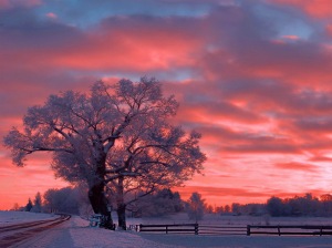 winter_sunset_sky_snow_tree_color_nature_hd-wallpaper-1310863
